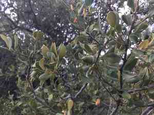 Canyon live oak(Quercus chrysolepis)