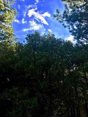 Canyon live oak(Quercus chrysolepis)