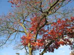 Scarlet oak(Quercus coccinea)