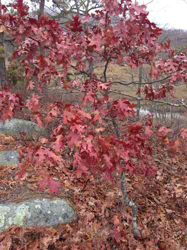 Scarlet oak(Quercus coccinea)