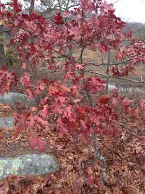 Scarlet oak(Quercus coccinea)