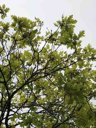 Scarlet oak(Quercus coccinea)