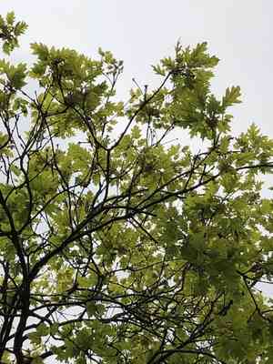 Scarlet oak(Quercus coccinea)