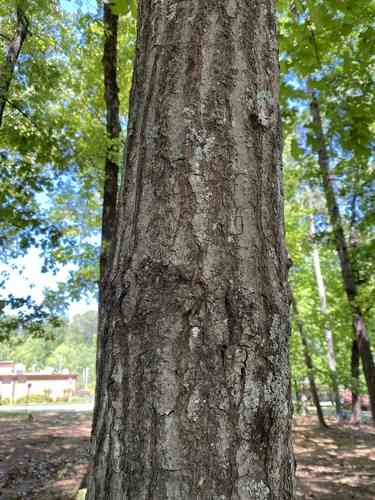 Scarlet oak(Quercus coccinea)