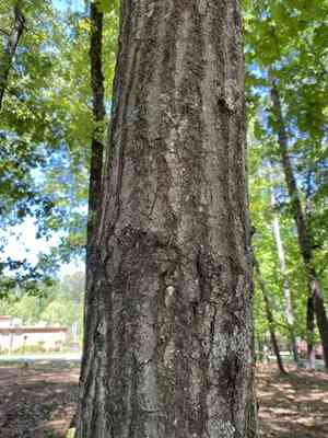 Scarlet oak(Quercus coccinea)