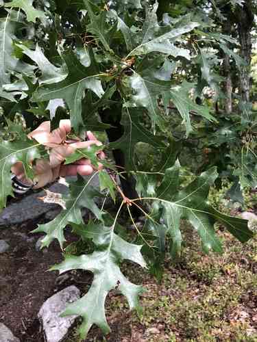Scarlet oak(Quercus coccinea)