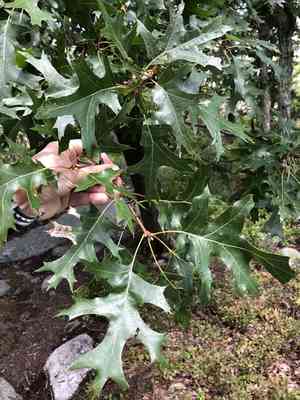 Scarlet oak(Quercus coccinea)