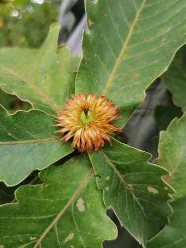 Japanese emperor oak(Quercus dentata)