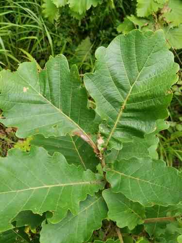 Japanese emperor oak(Quercus dentata)