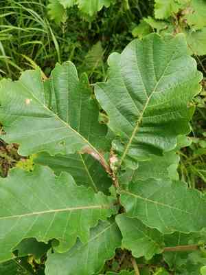Japanese emperor oak(Quercus dentata)