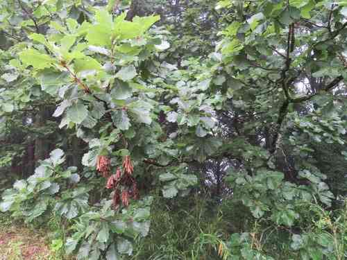 Japanese emperor oak(Quercus dentata)