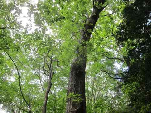 Japanese emperor oak(Quercus dentata)