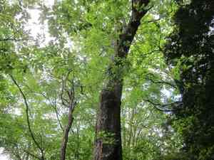 Japanese emperor oak(Quercus dentata)