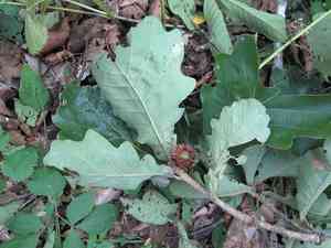 Japanese emperor oak(Quercus dentata)