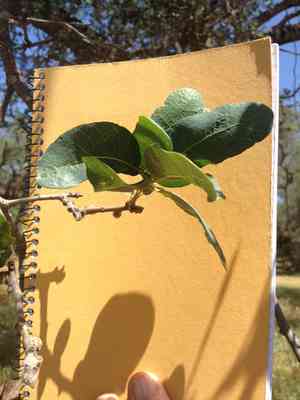 Blue oak(Quercus douglasii)