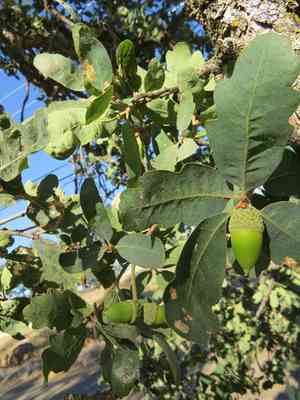 Blue oak(Quercus douglasii)