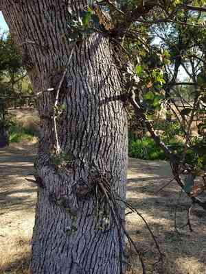 Blue oak(Quercus douglasii)