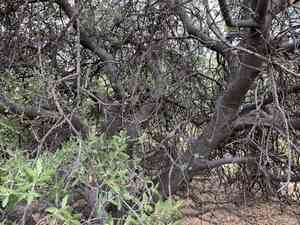 Emory Oak(Quercus emoryi)
