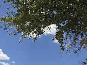 Emory Oak(Quercus emoryi)
