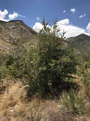 Emory Oak(Quercus emoryi)