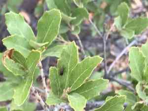 Emory Oak(Quercus emoryi)