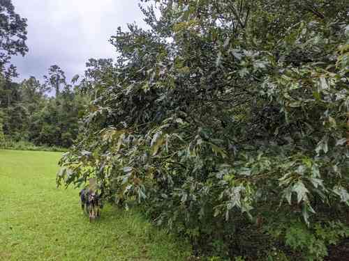 Southern red oak(Quercus falcata)