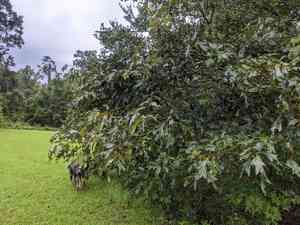 Southern red oak(Quercus falcata)