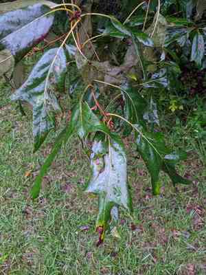 Southern red oak(Quercus falcata)