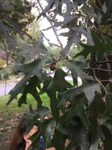 Southern red oak(Quercus falcata)