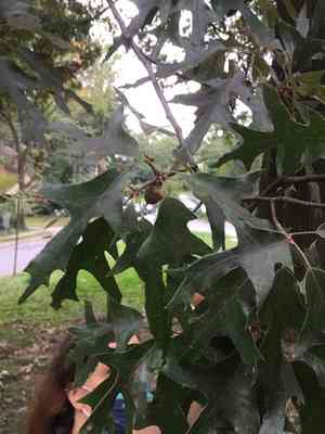 Southern red oak(Quercus falcata)