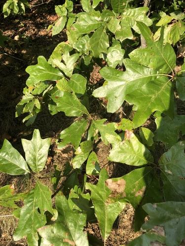Southern red oak(Quercus falcata)