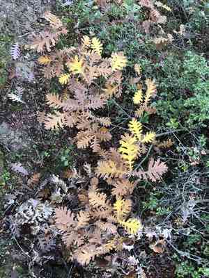 Hungarian oak(Quercus frainetto)