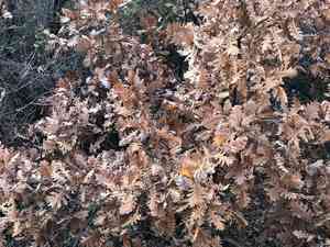 Hungarian oak(Quercus frainetto)