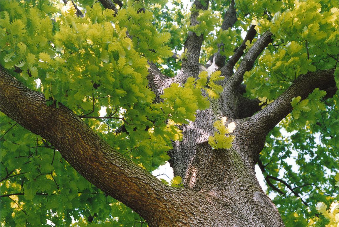 Hungarian oak