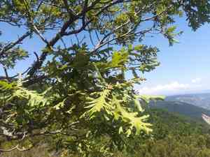 Hungarian oak(Quercus frainetto)