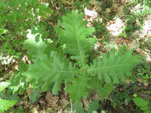 Hungarian oak(Quercus frainetto)