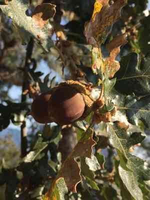 Oregon white oak(Quercus garryana)