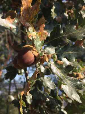 Oregon white oak(Quercus garryana)