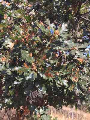 Oregon white oak(Quercus garryana)