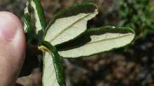 Sand live oak(Quercus geminata)