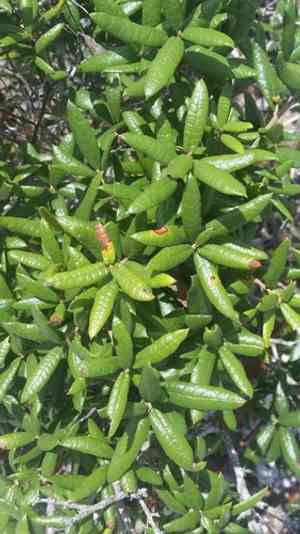 Sand live oak(Quercus geminata)