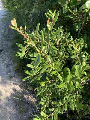 Sand live oak(Quercus geminata)