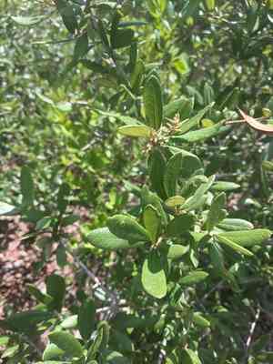 Sand live oak(Quercus geminata)