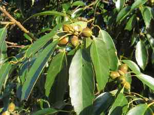Ring-cupped oak(Quercus glauca)