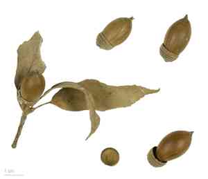 Ring-cupped oak(Quercus glauca)