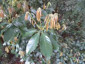 Ring-cupped oak(Quercus glauca)