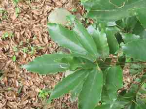 Ring-cupped oak(Quercus glauca)