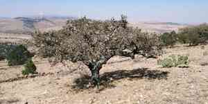 Gray oak(Quercus grisea)