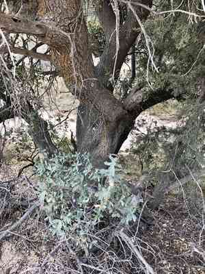 Gray oak(Quercus grisea)
