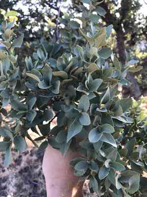 Gray oak(Quercus grisea)